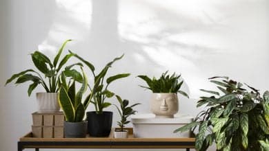 plantes d'int&eacute;rieur