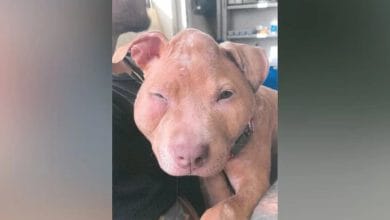 maltraitant violemment sa chienne